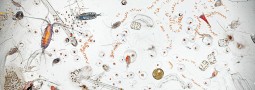 Components of a Drop of Sea Water